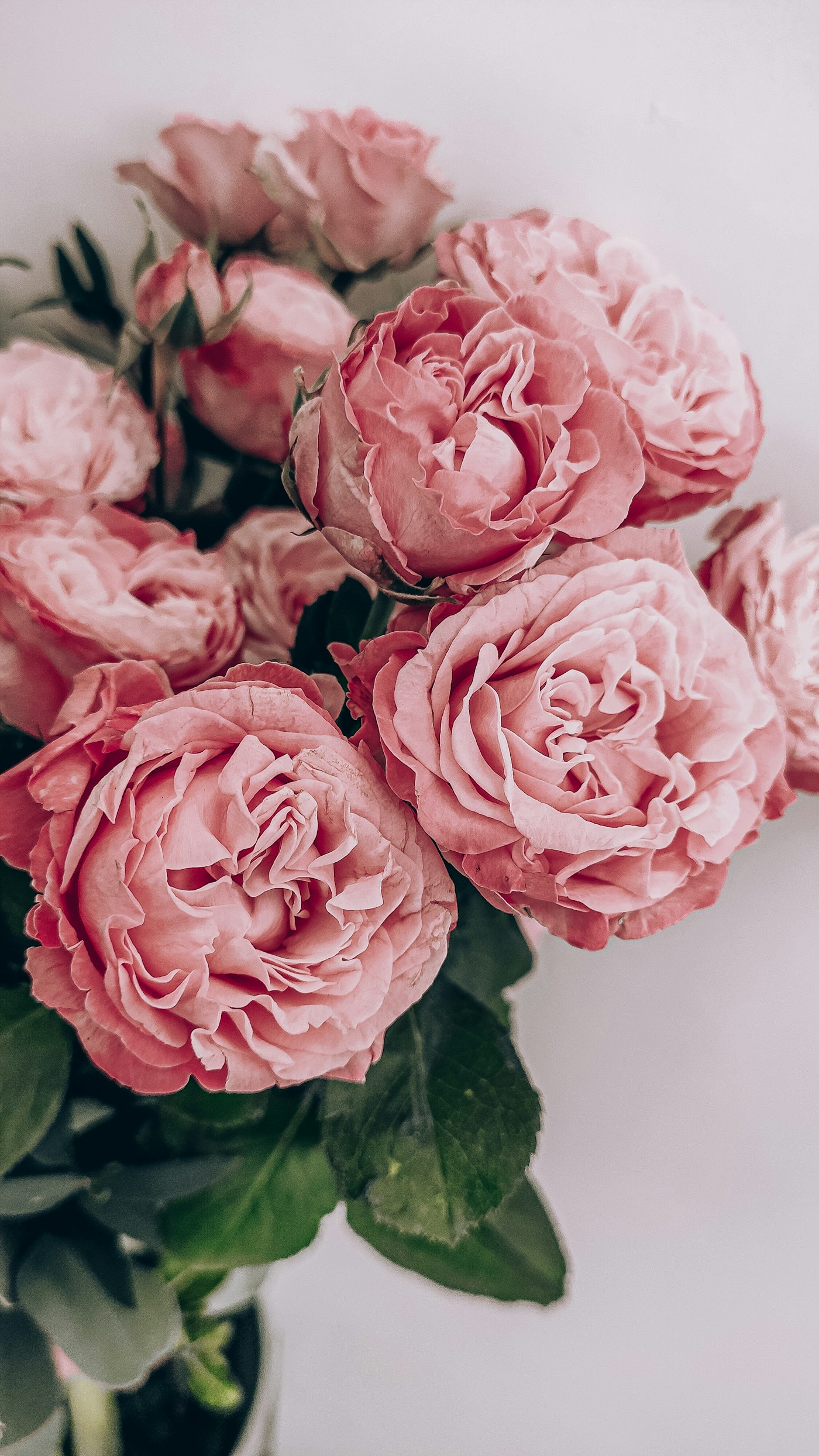 Garden Cup: open dusty-pink garden roses