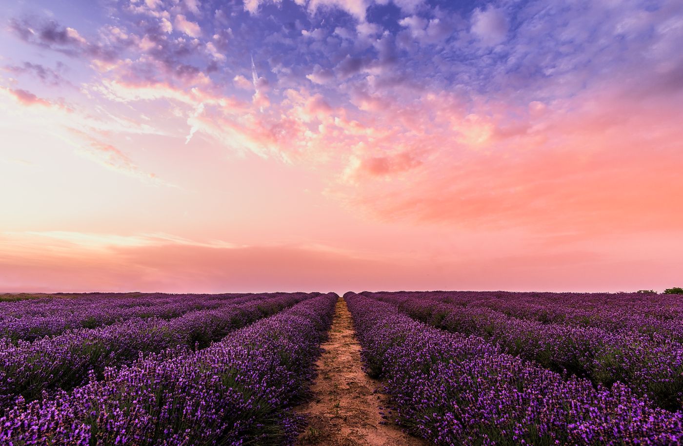 A late field of lavender at the edge of the season