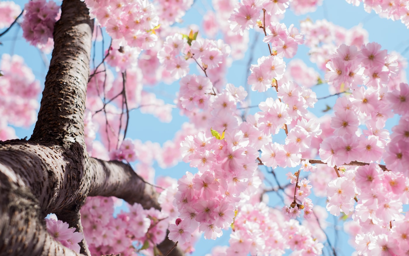 Cherry blossom against a pale spring sky