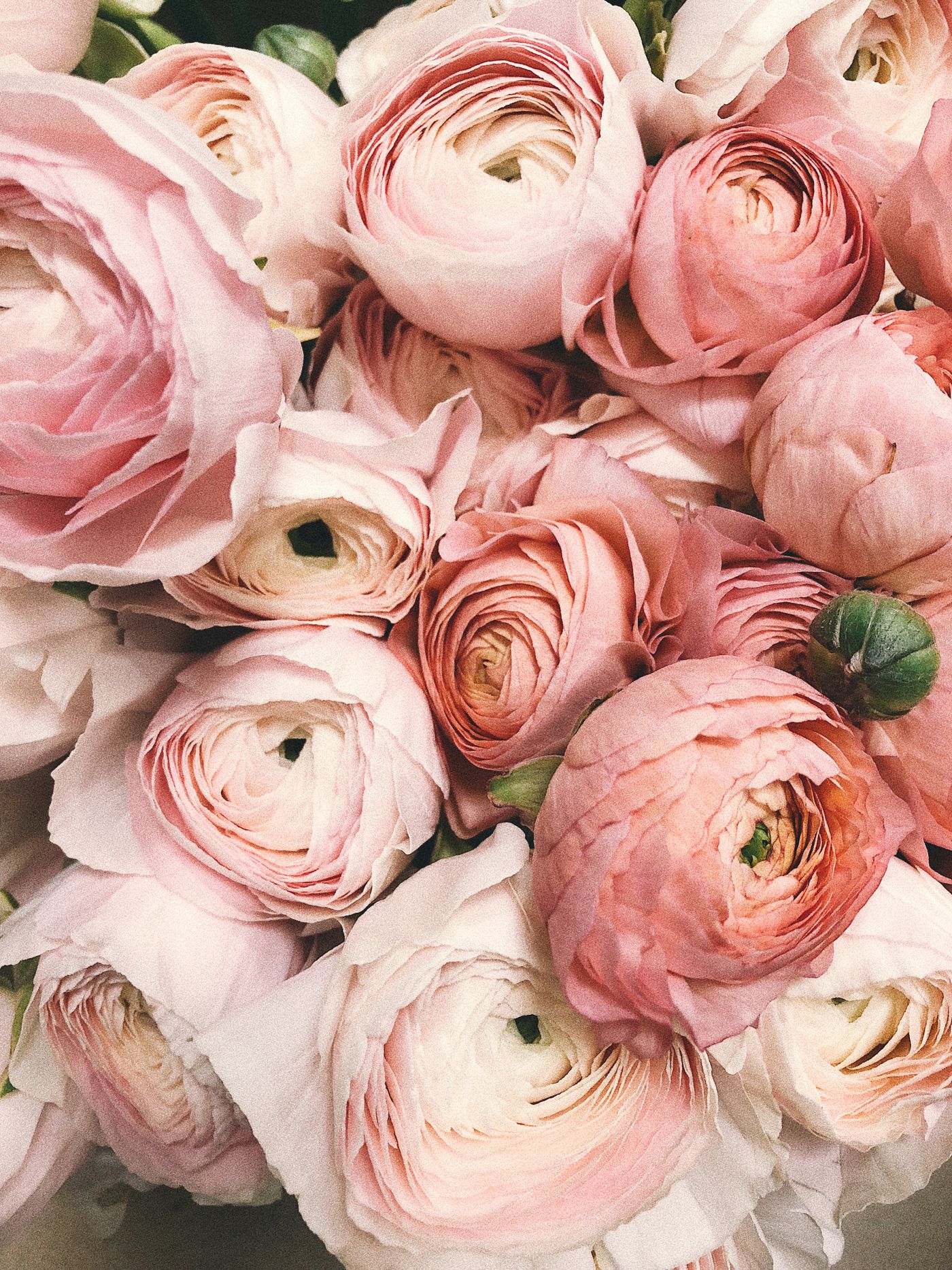 A loose gather of blush ranunculus