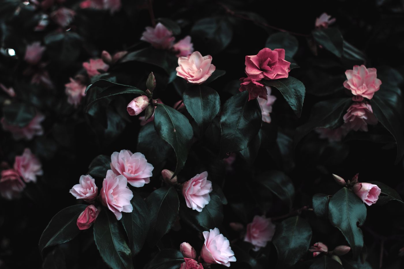 Ink and Paper: pale flowers against dark foliage