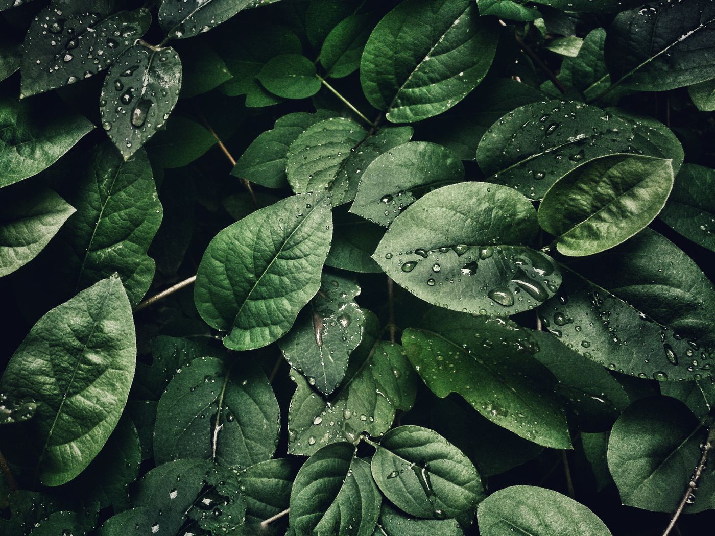 Wet garden foliage after a morning recut