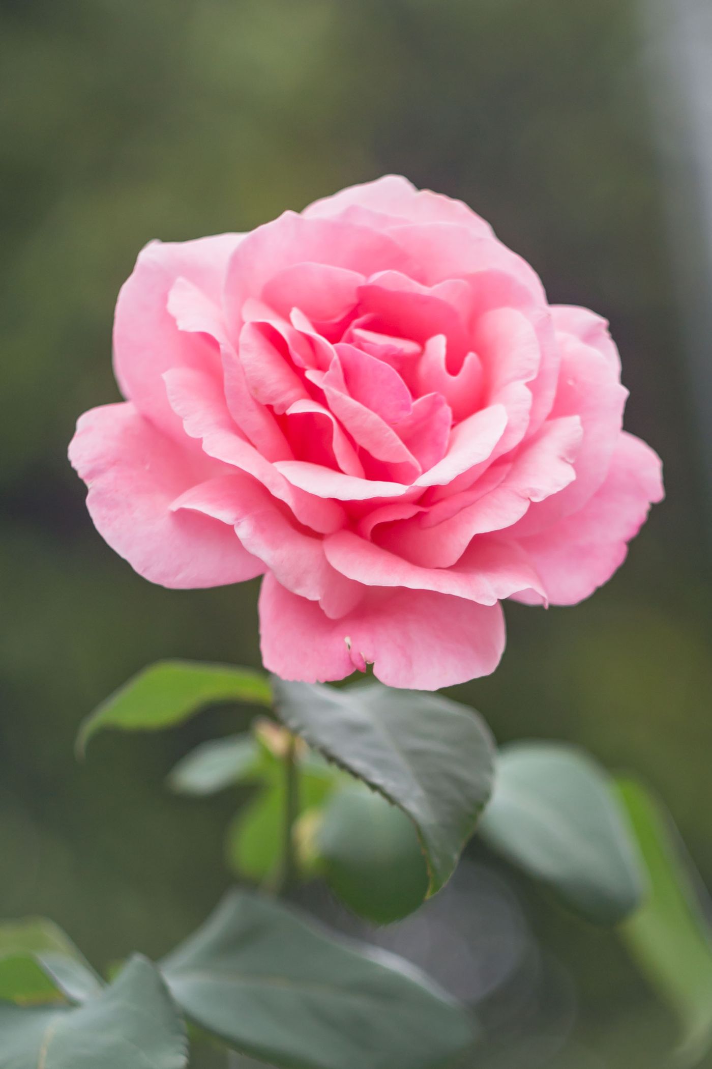 A garden rose after a clean slant recut