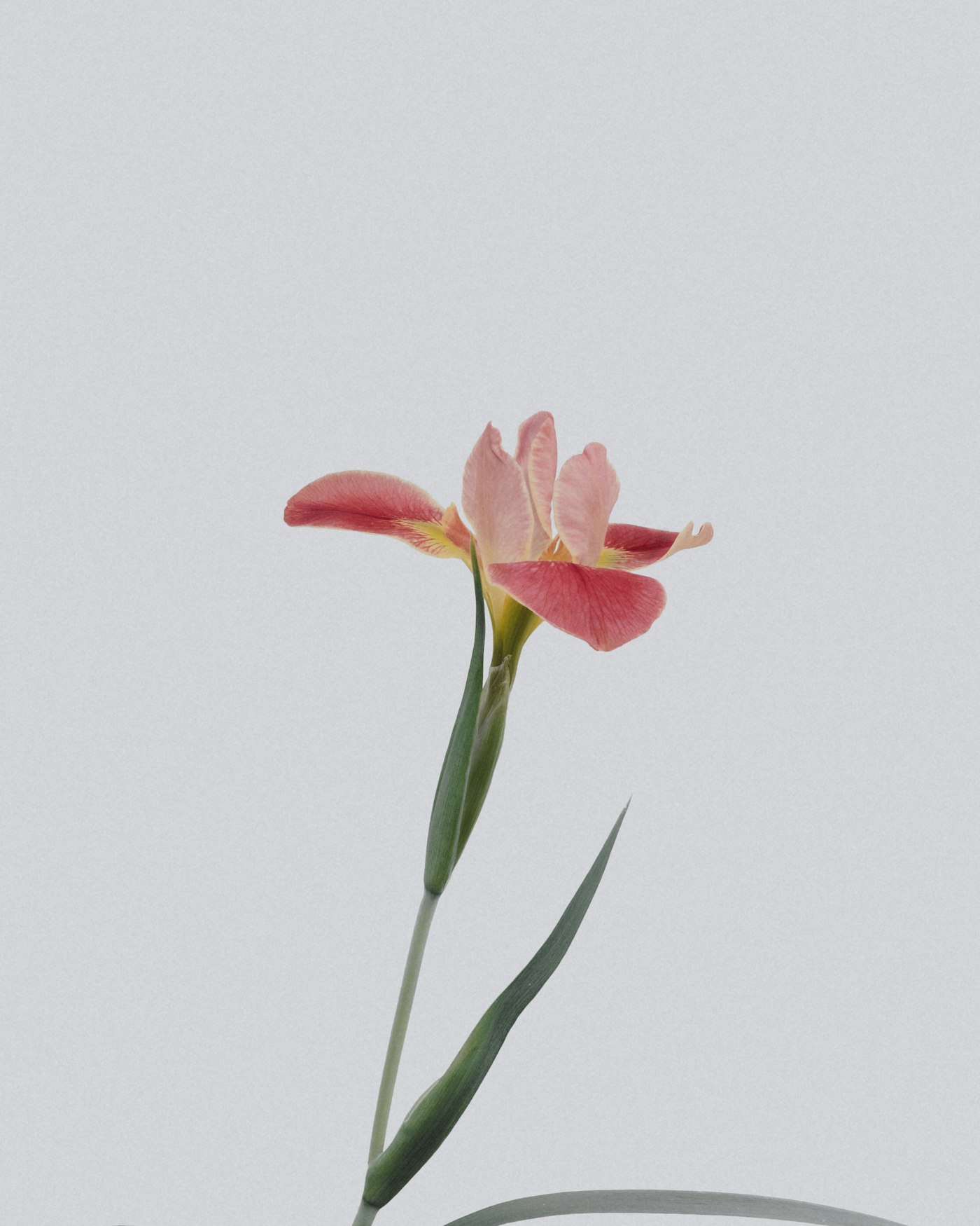 Lilac Smoke: a single iris against studio grey