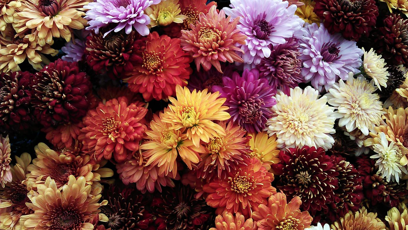 Wholesale buckets of late-season chrysanthemum