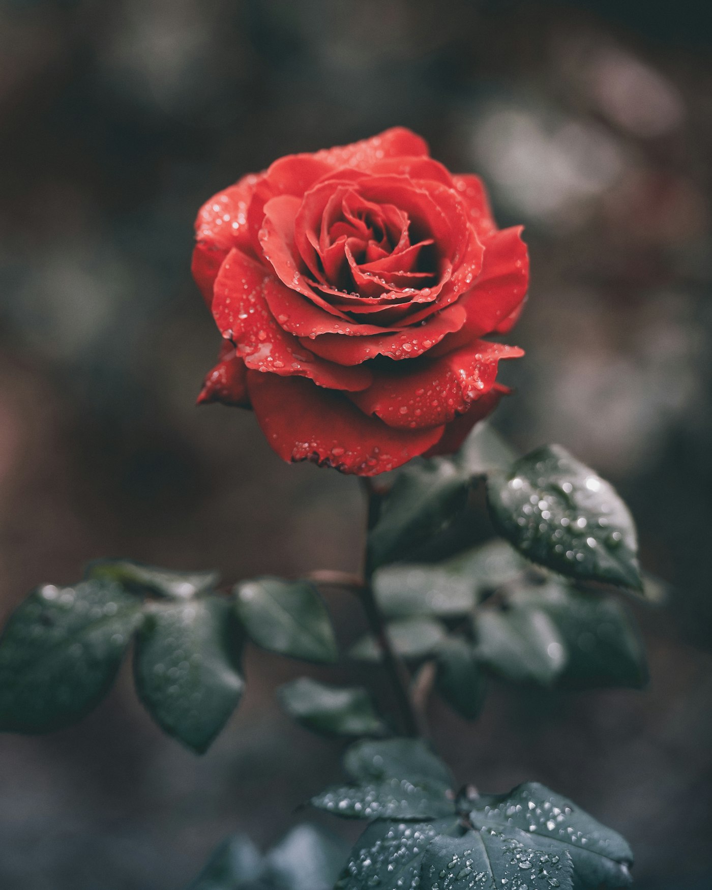 A red rose still wet from the cooler