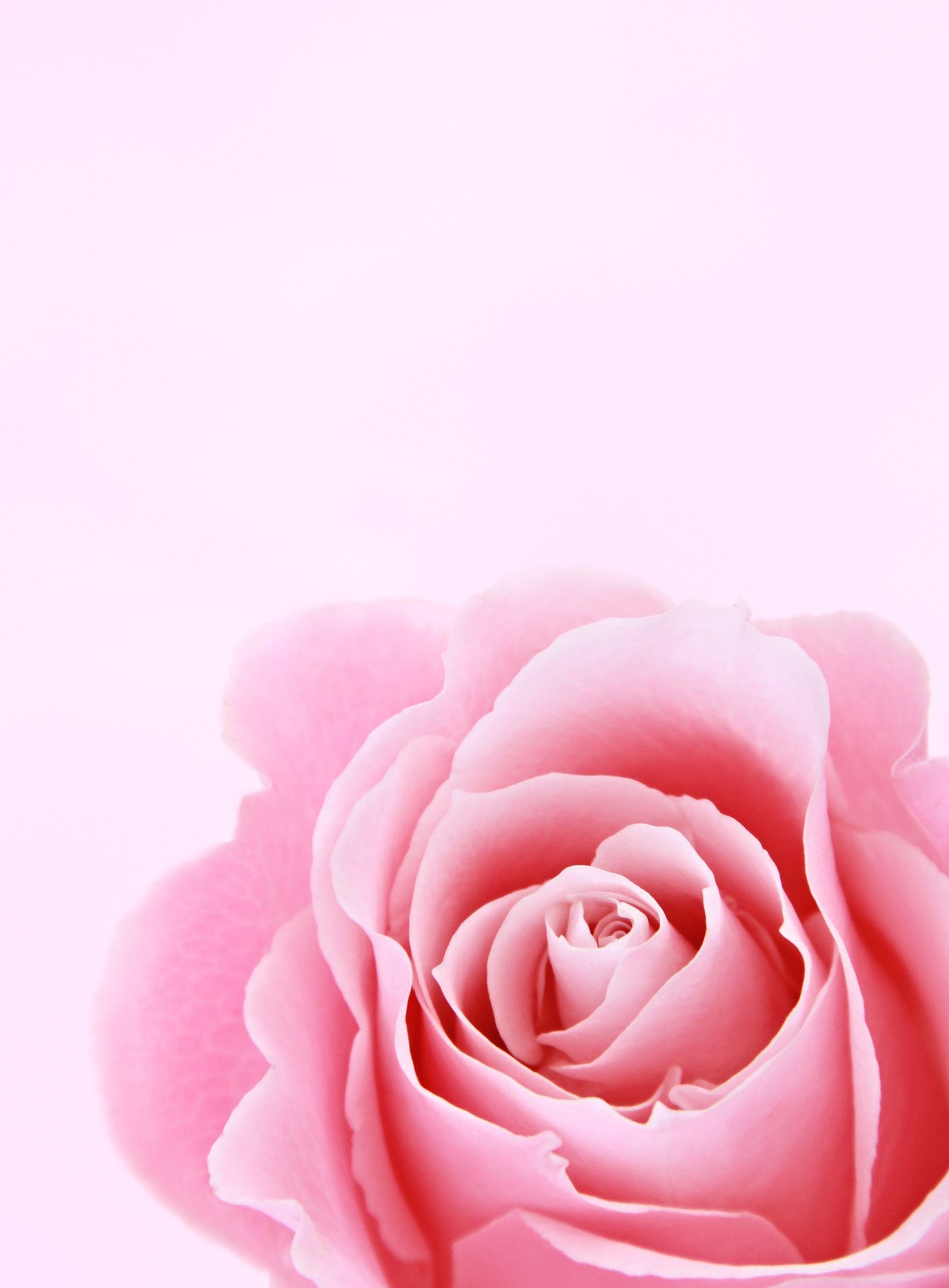 A garden rose in high summer